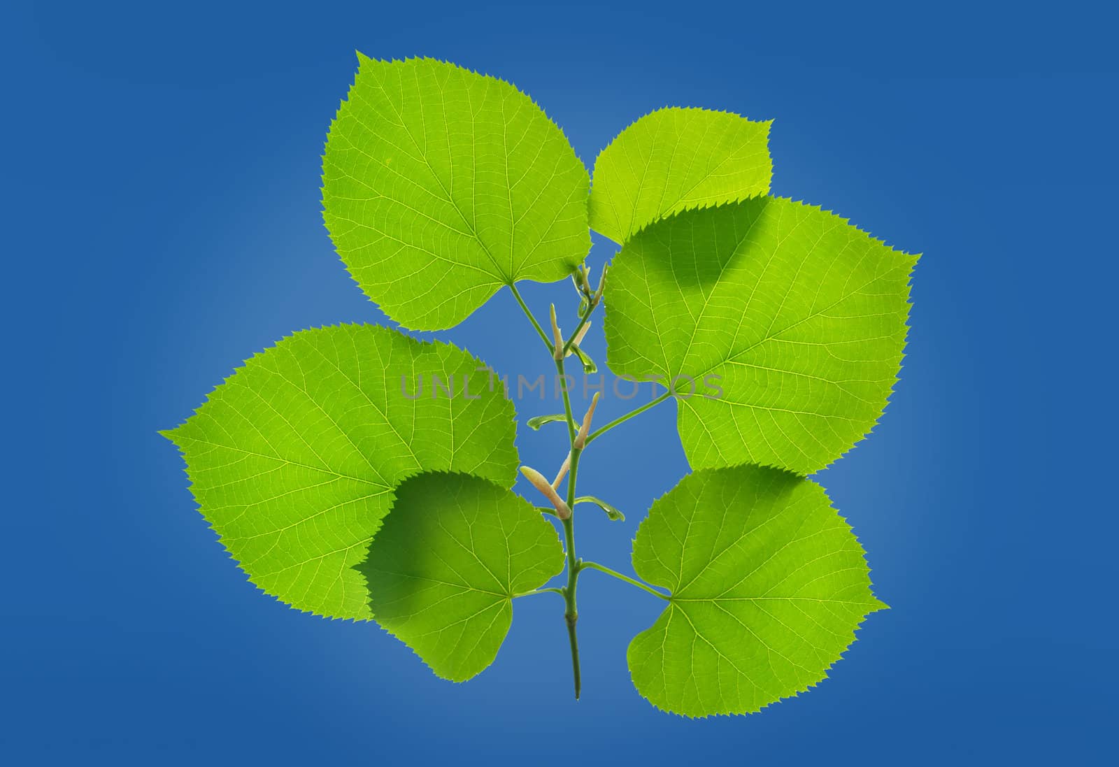  isolated green leafs on blue background. clipping path included
