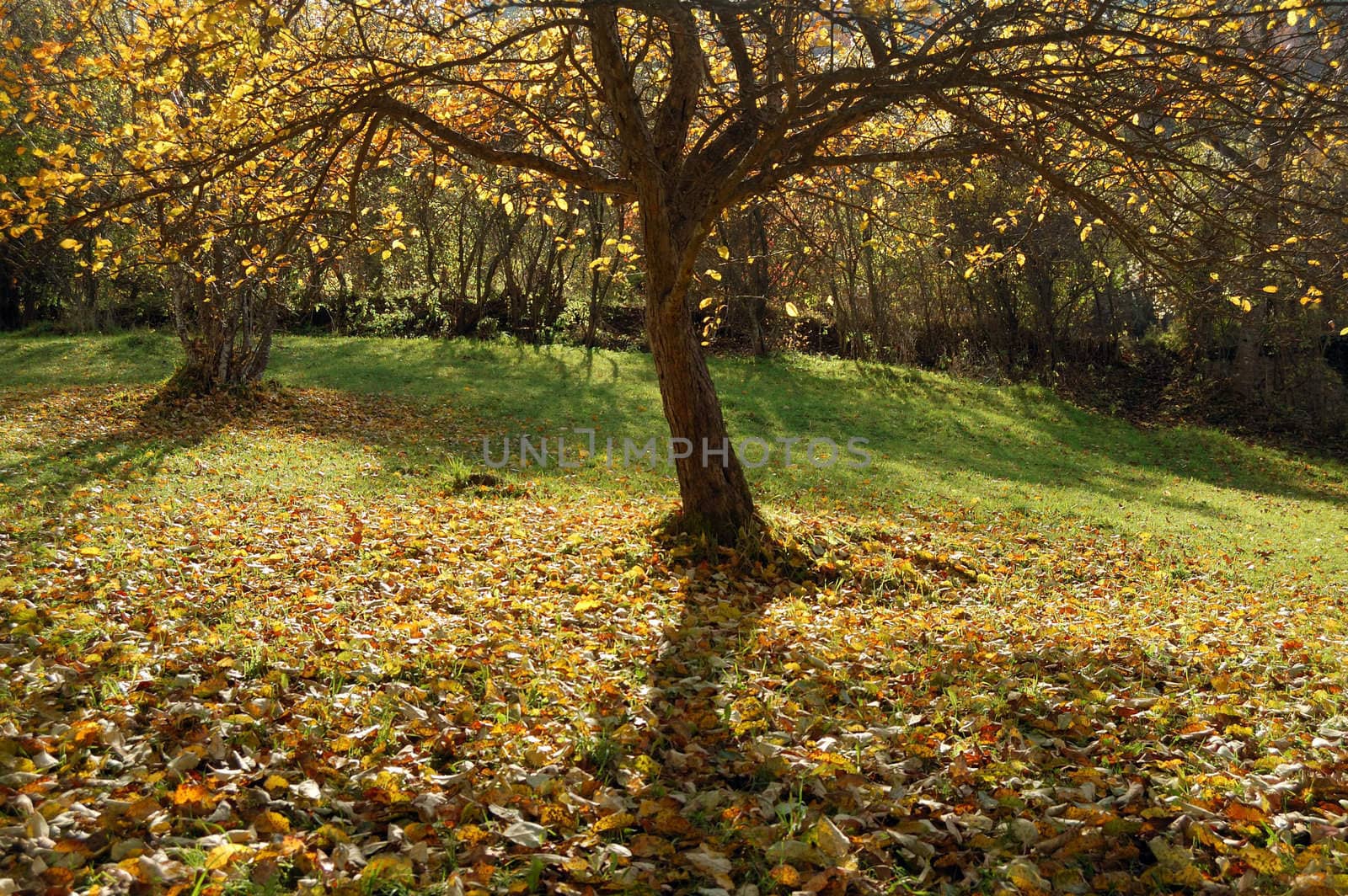 Autumnal  park. yellow leaves on green grass