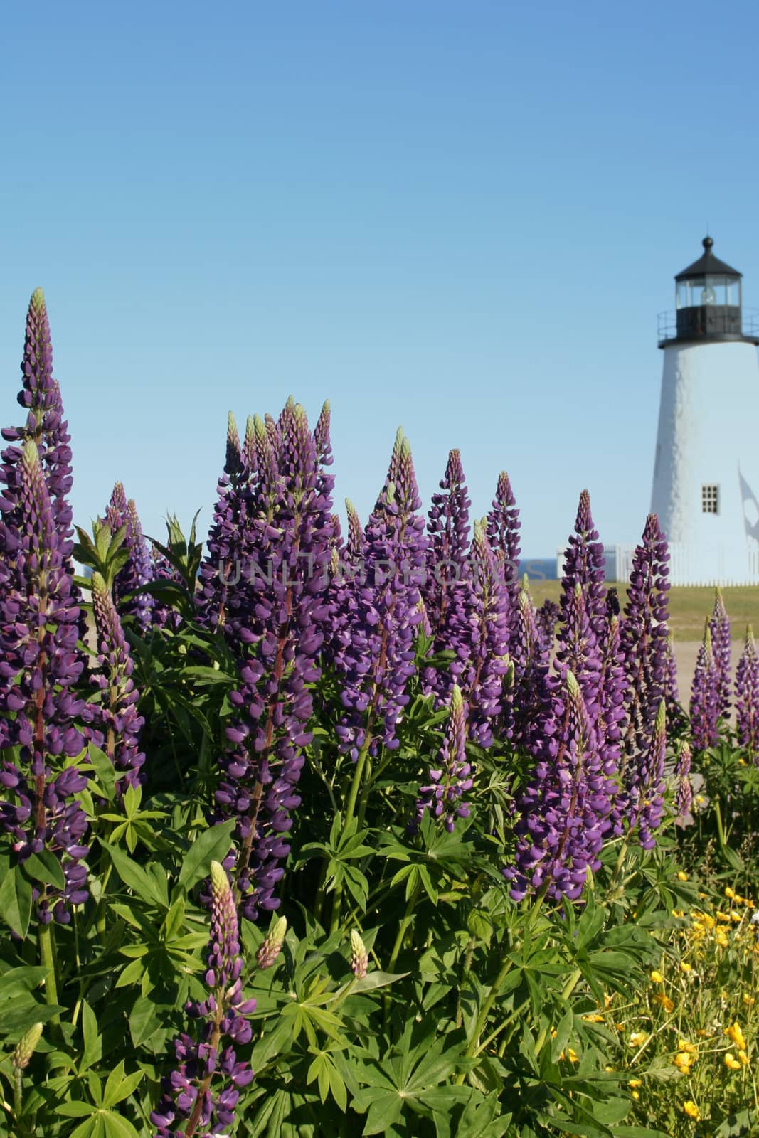 Wild Purple Lupines at the Lighthouse by loongirl