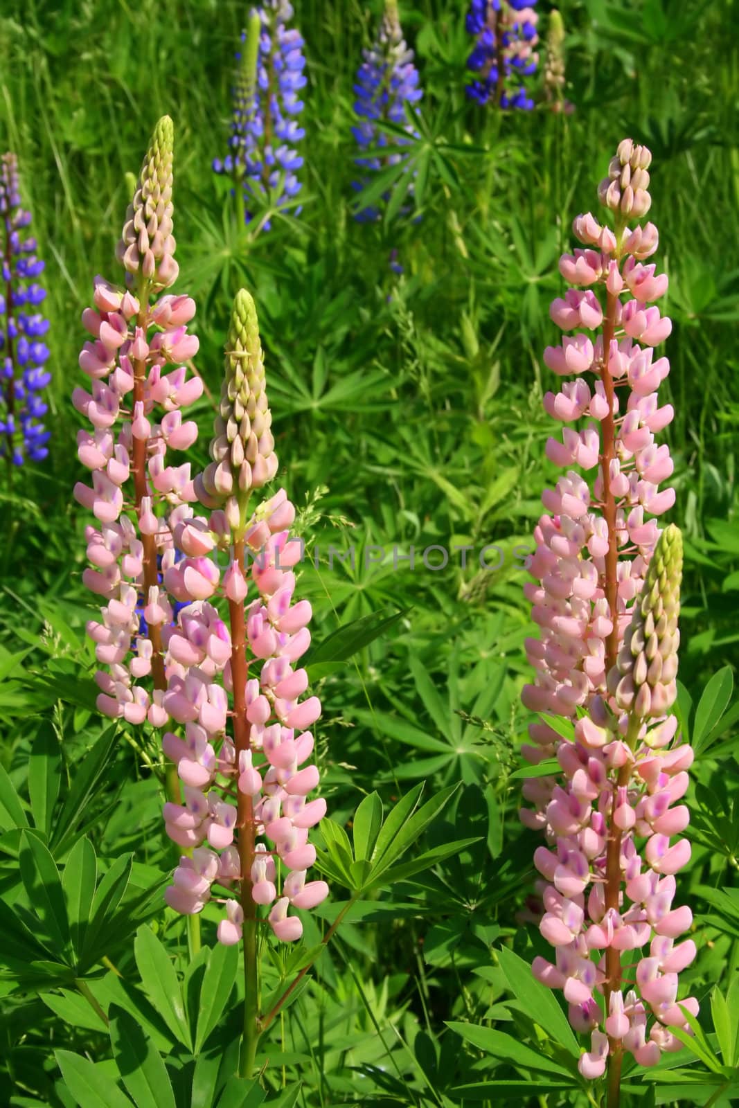 Pink Lupine Wildflowers by loongirl