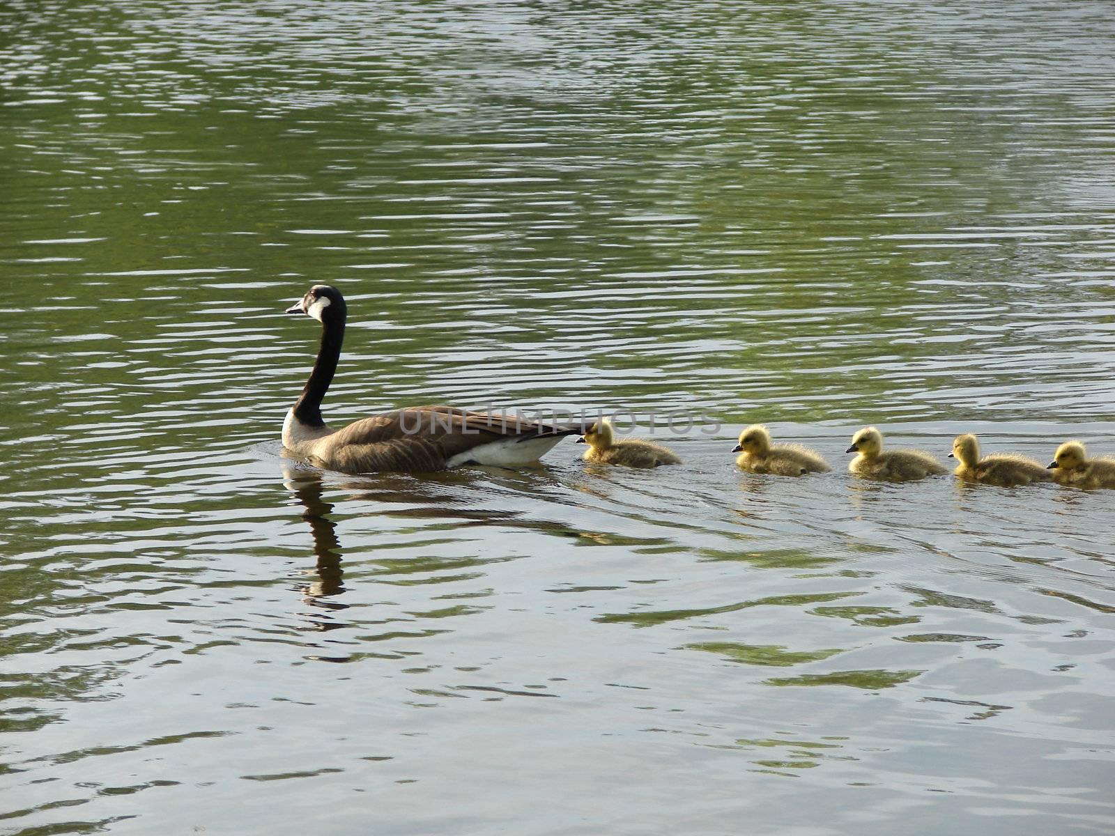 Goose ans babies swimming in a line on a river