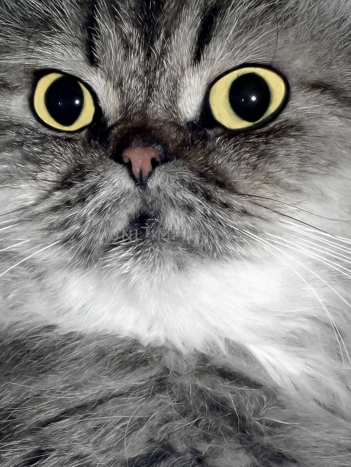 Persian  cat