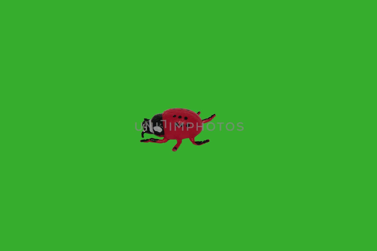 a beautifull ladybird on a green background.includes clipping path.