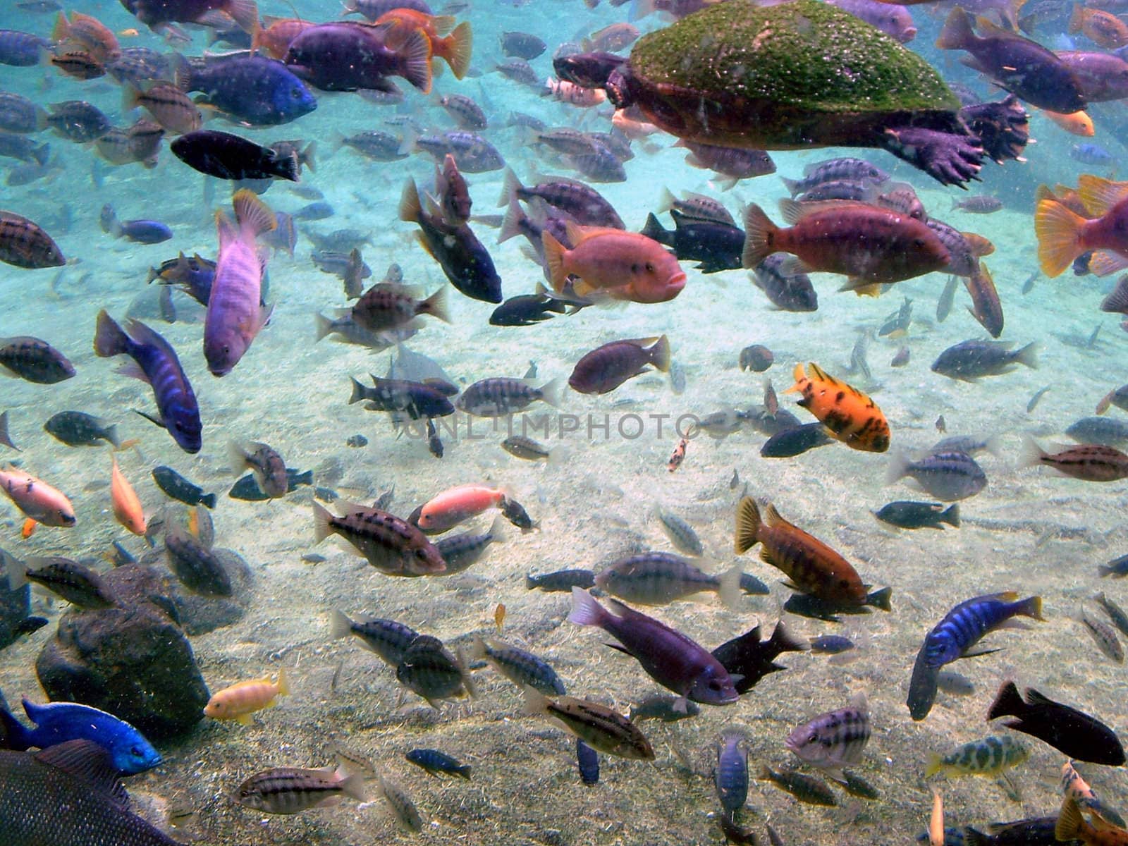 Aquatic Gathering 2 by PhotoWorks