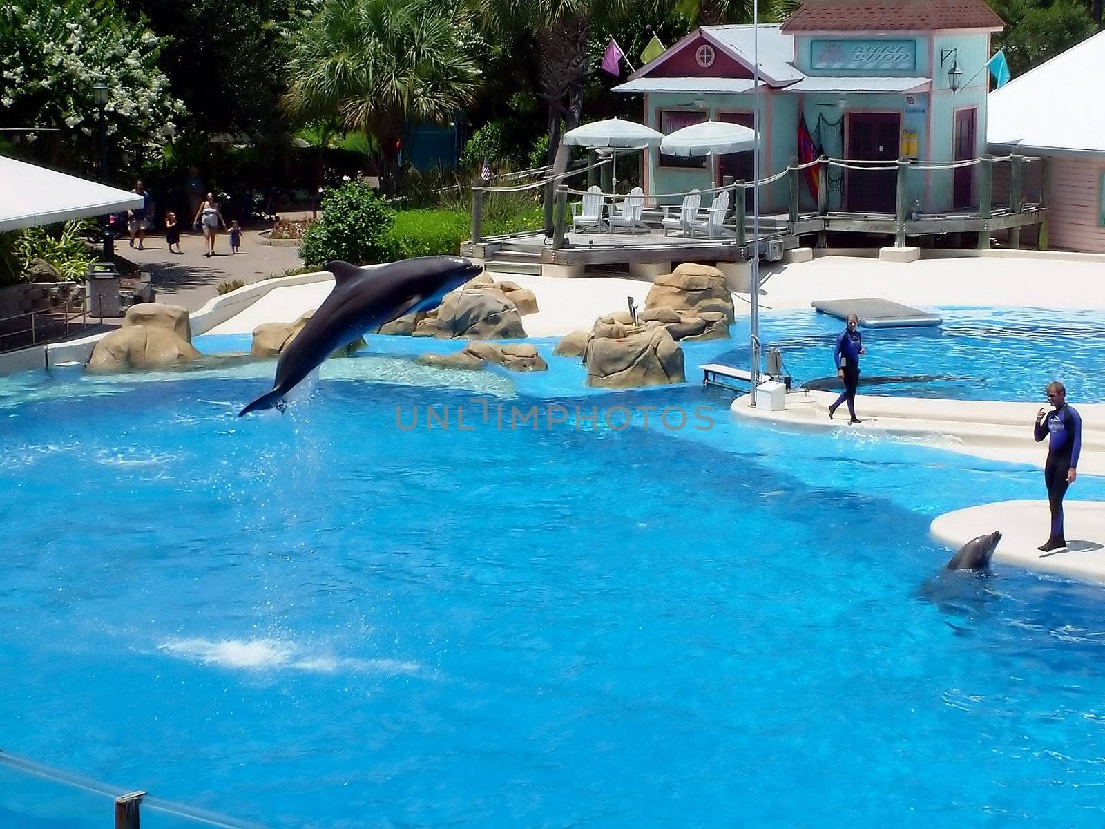 Dolphin Jump by PhotoWorks