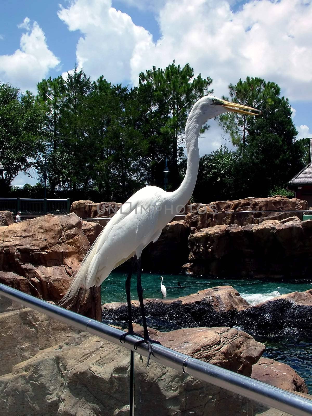 White Heron by PhotoWorks