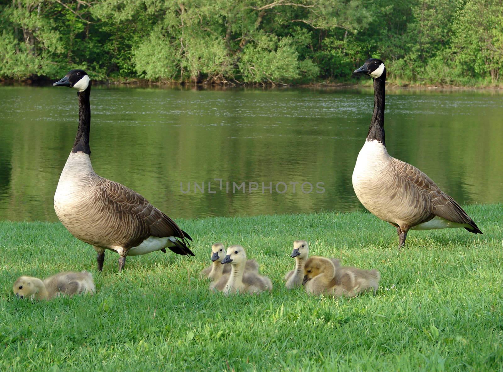 Geese and their babies by Thorvis