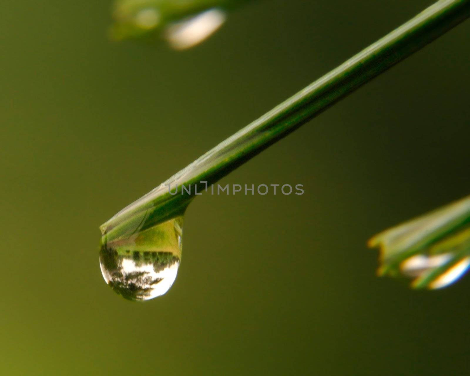 Single Dew Drop (Water, Nature) by Schvoo