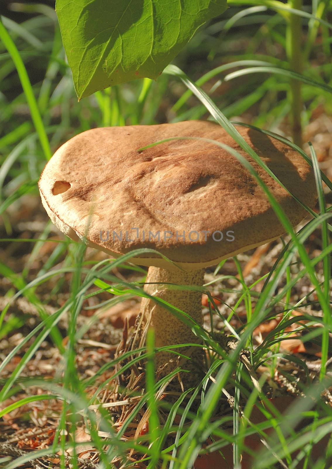 Mushroom by BZH22