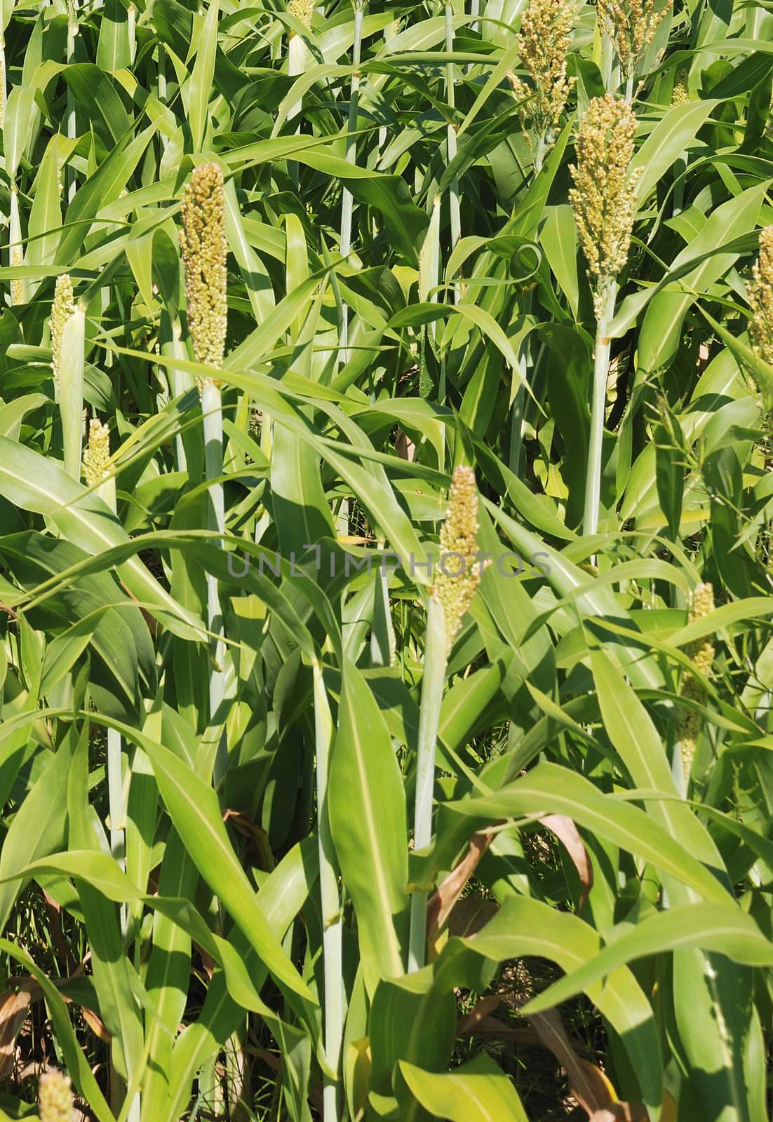 Sorghum crop  by BZH22