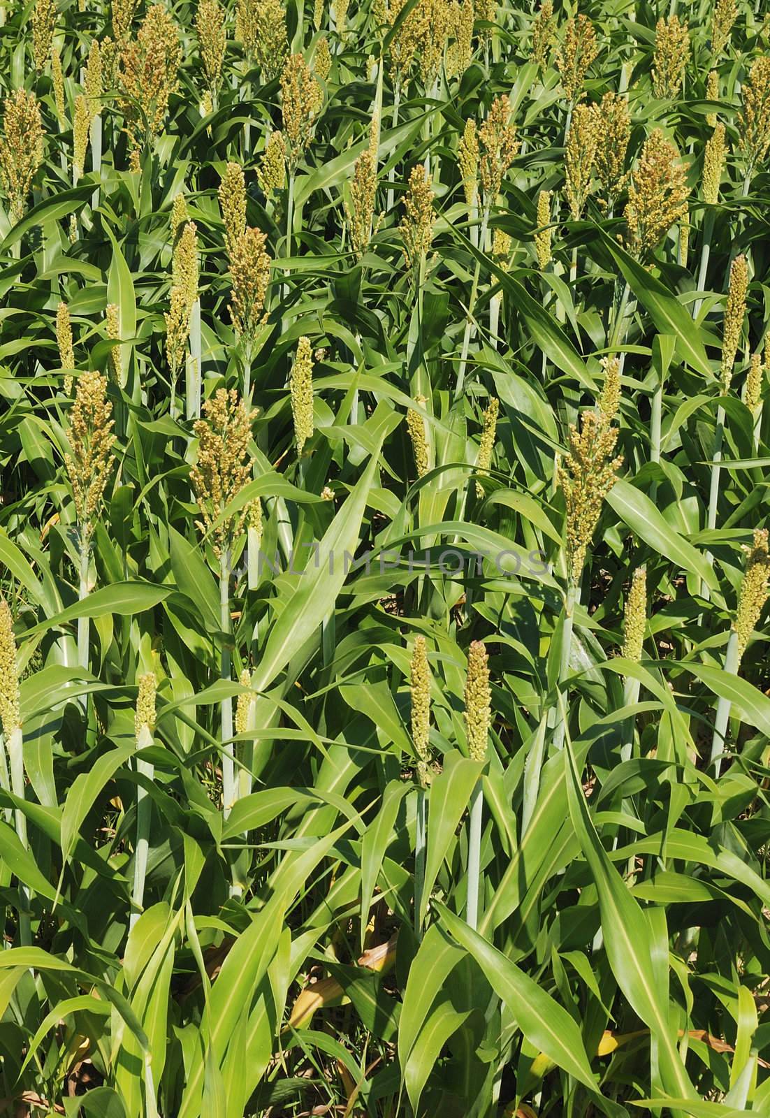 Sorghum crop 