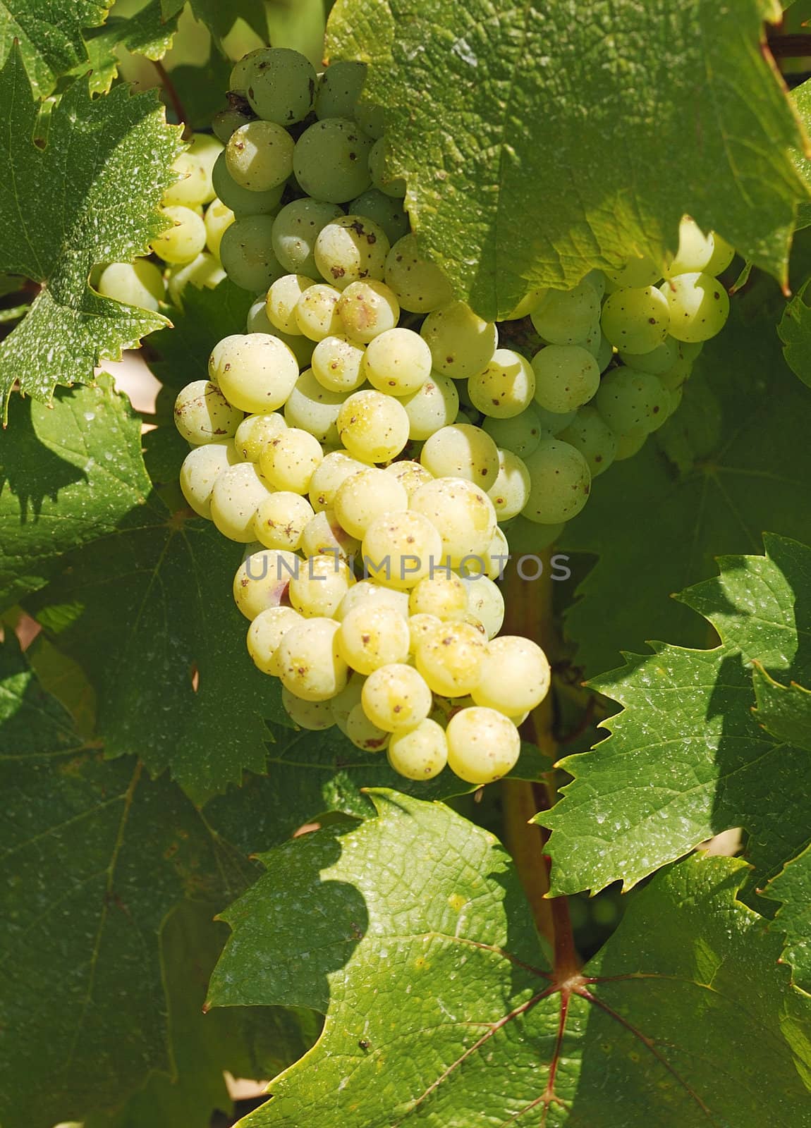 Grape Vine