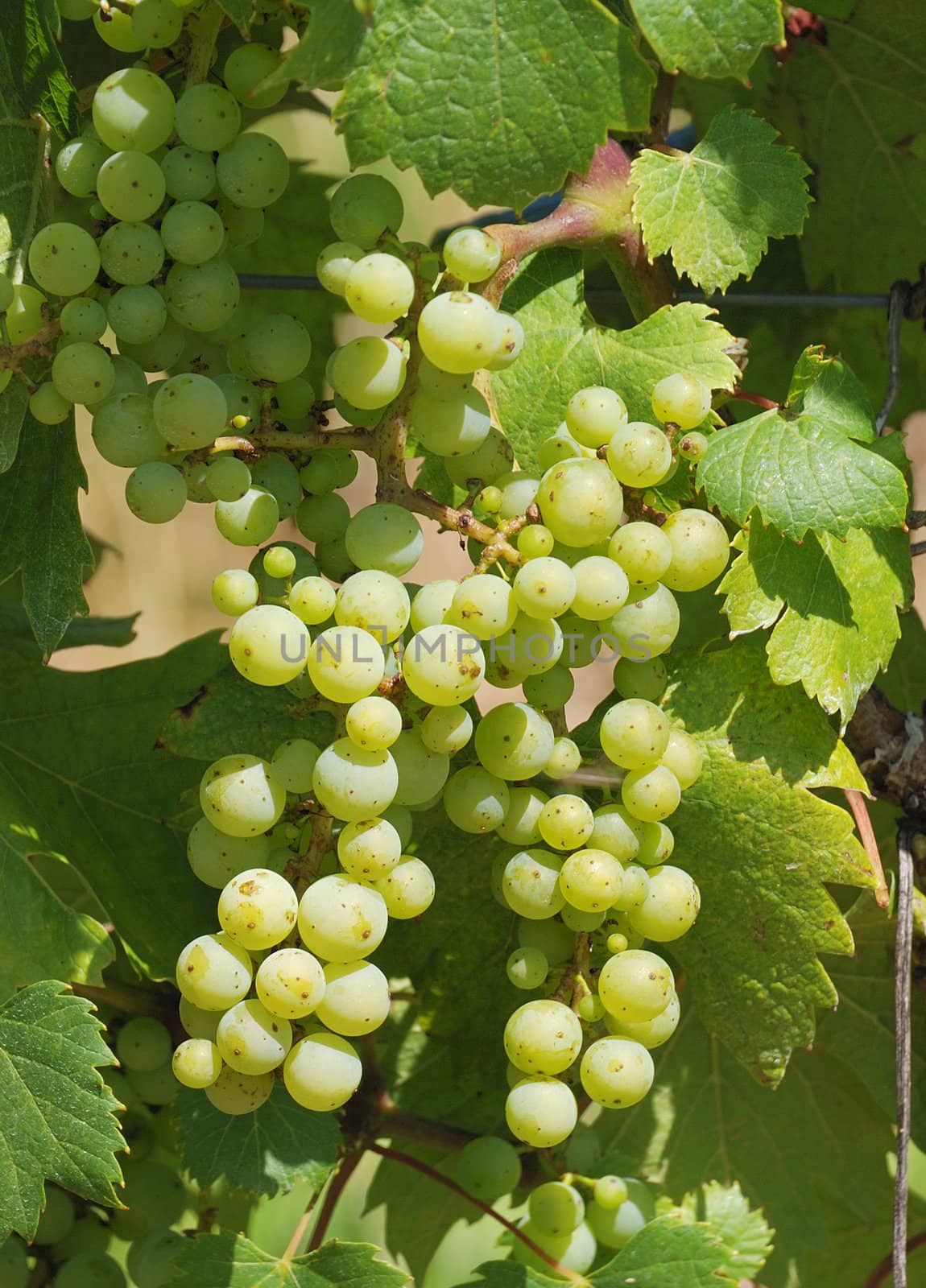 Grape Vine by BZH22