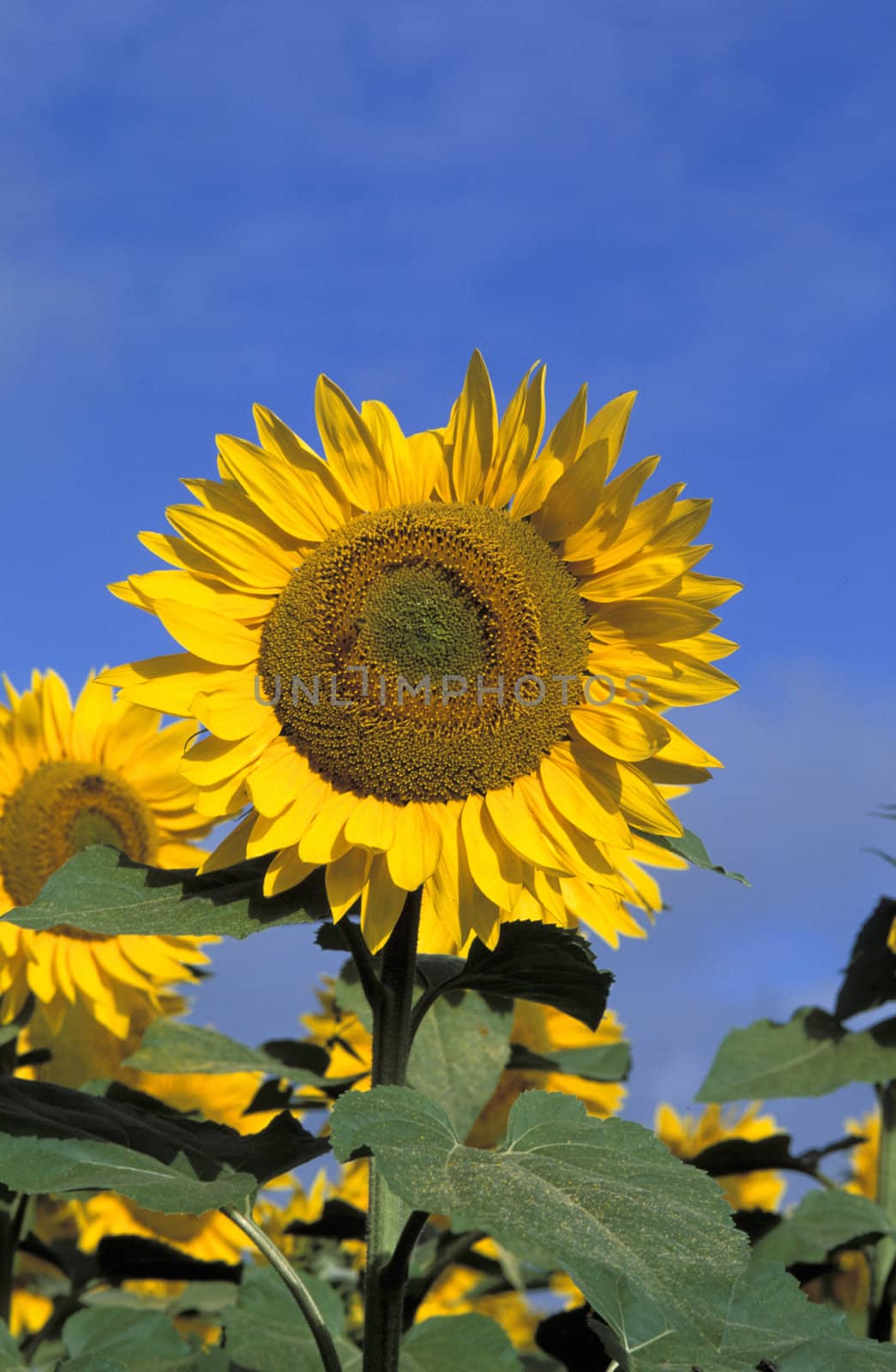 Sunflower