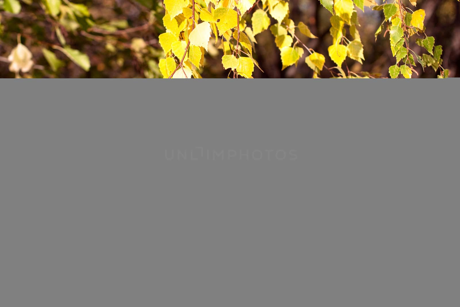 Autumn leaves on tree branches bathing in sunlight in a forest
