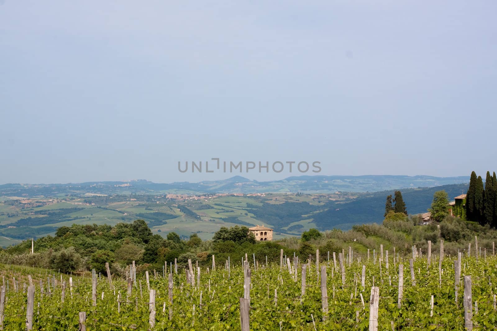 Sun-bathed vineyard in Tuskanian hills
