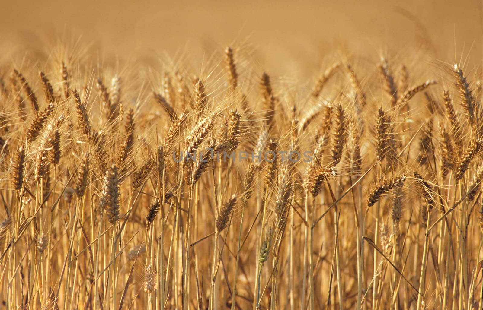 Wheat