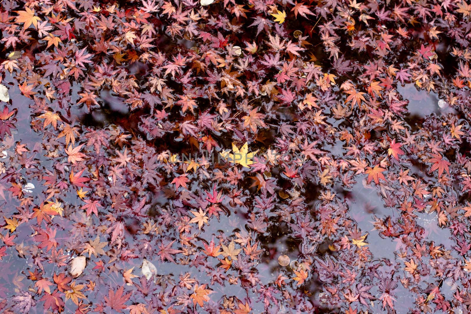 Leaves in water by foaloce