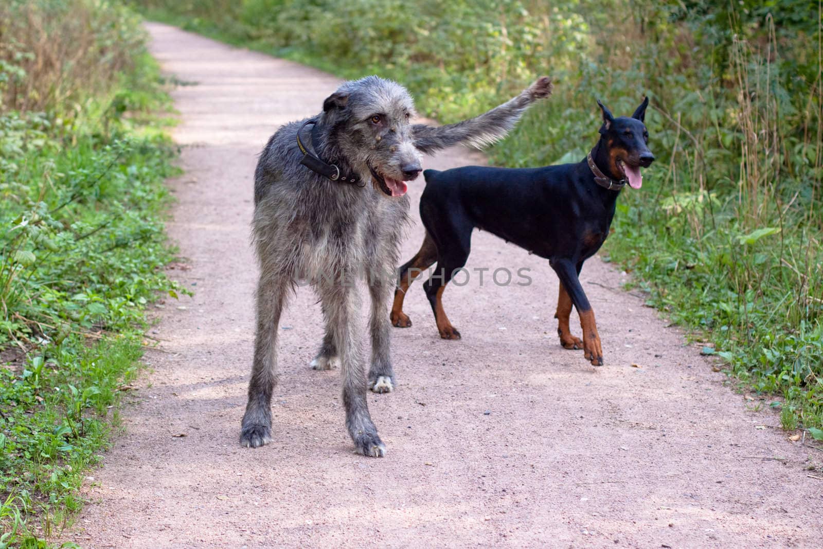 An irirsh wolfhound and a dobermann in a summer park

