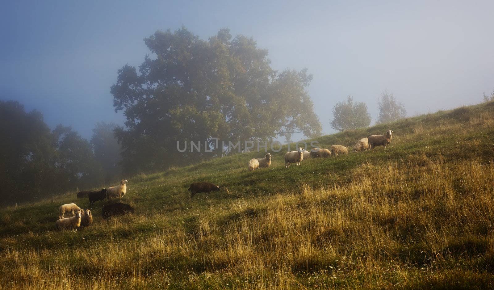 An image of some sheep in the golden light