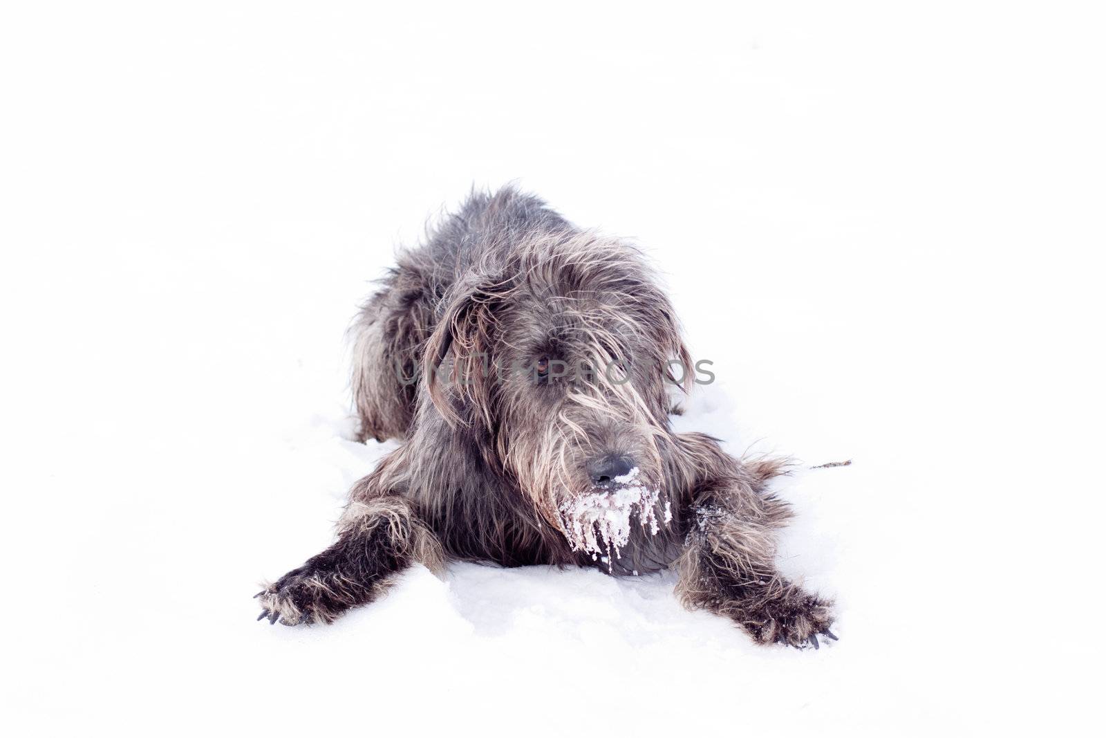 An Irish wolfhound lying on a snow-covered field

