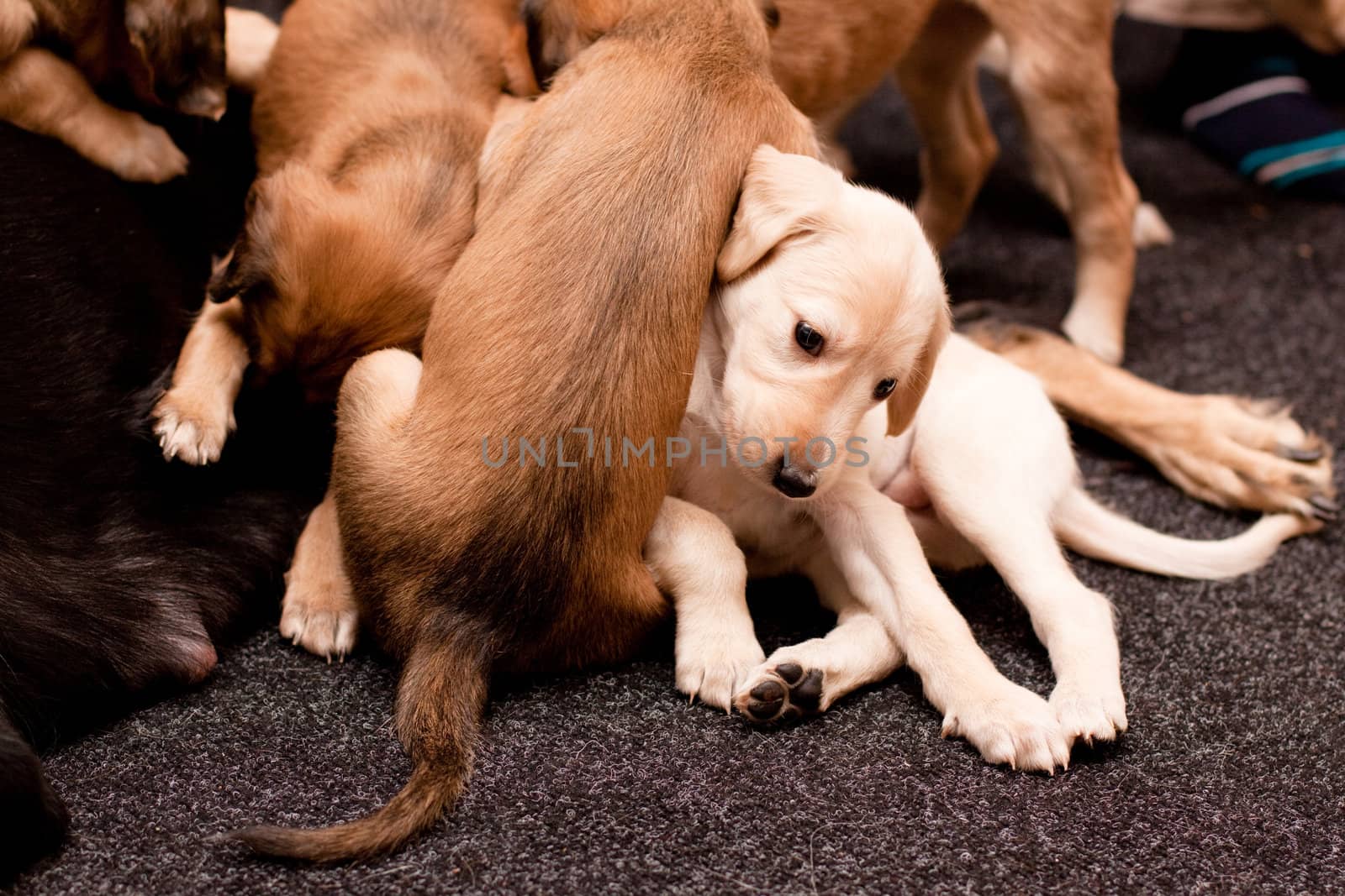 Playing saluki pups on dark carpets
