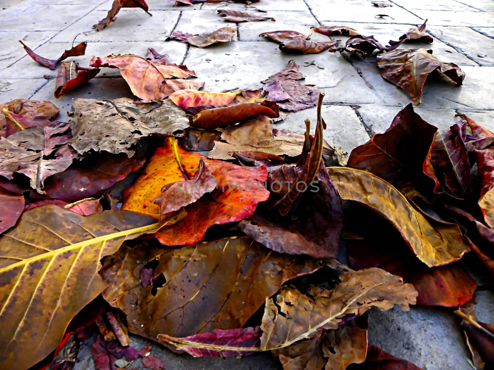 Fallen autumn leaves on the sidewalk