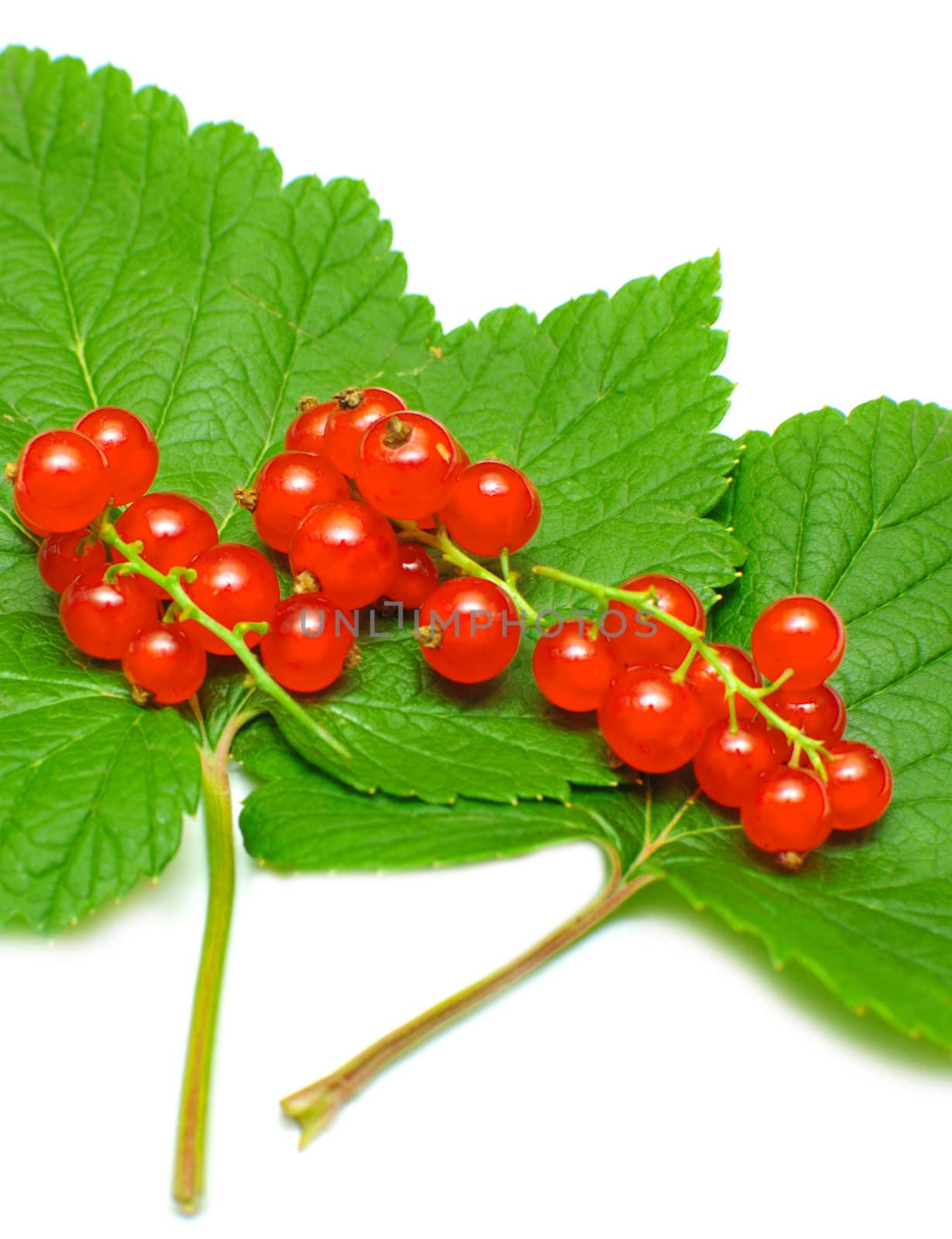 red currant with green leaves on white background