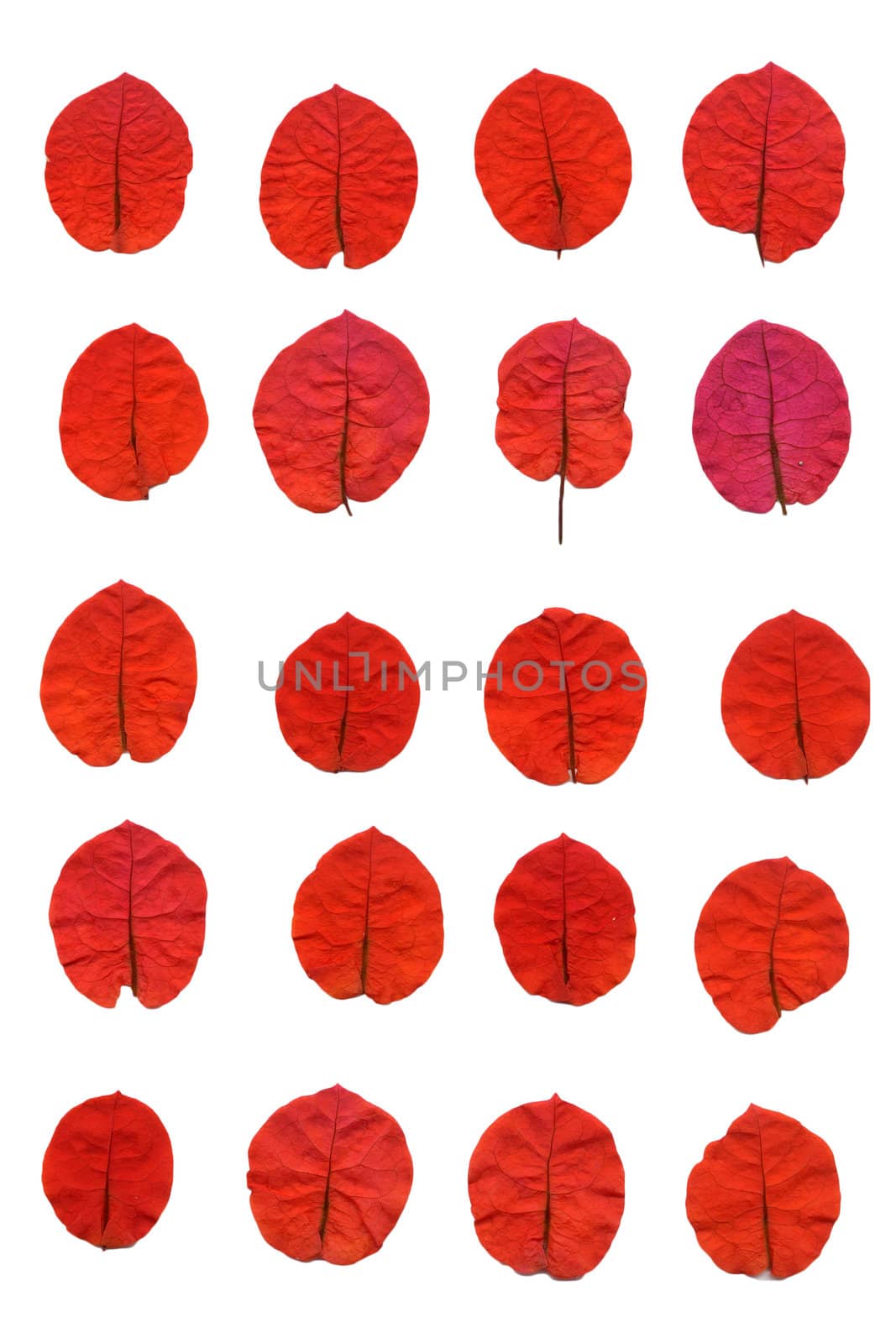 Bougainvillea petals isolated on white background.