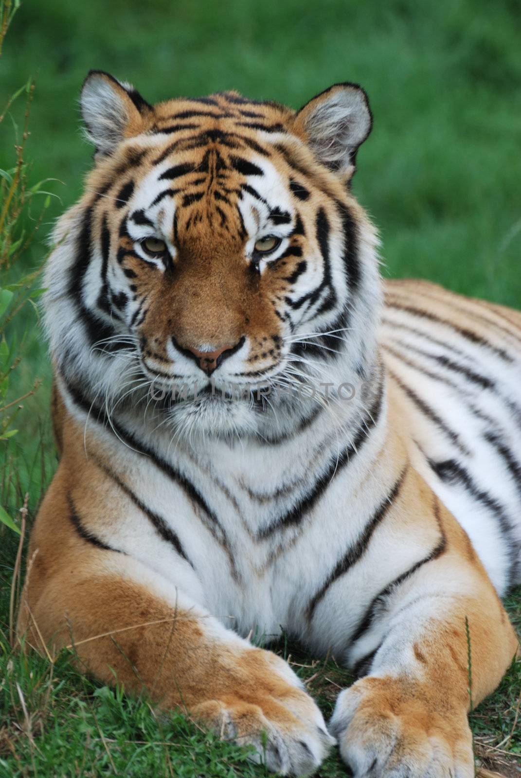 Amur tiger watching by pauws99