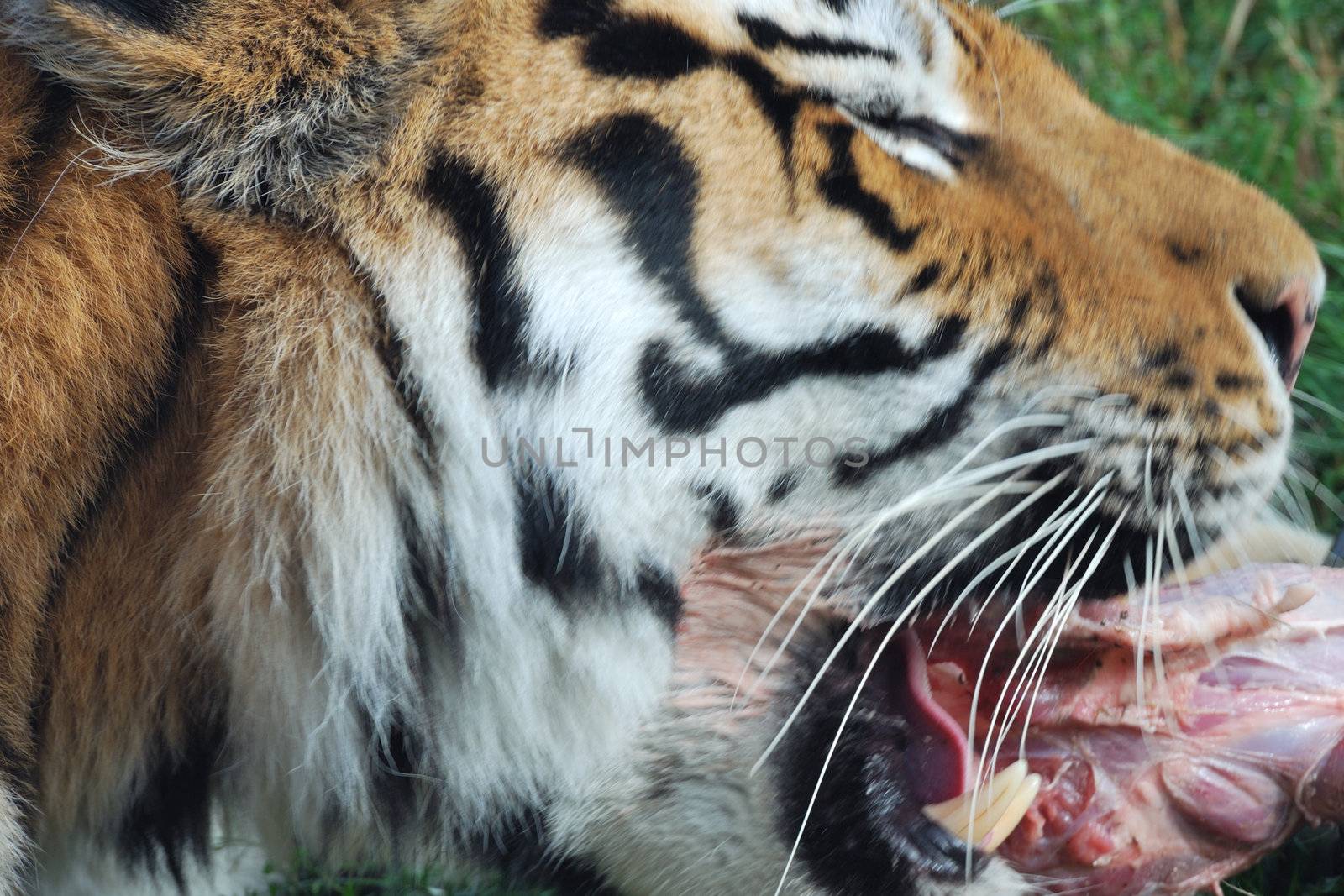 Amur Tiger in close up eating