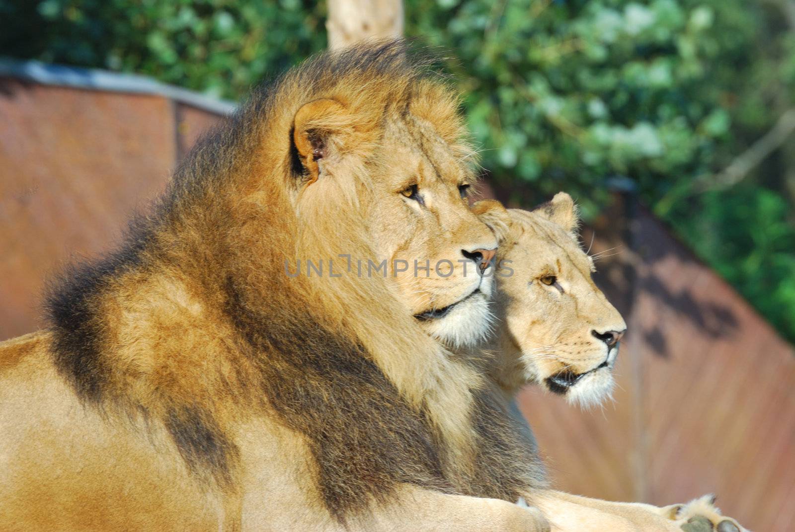 Male and female lions lying down