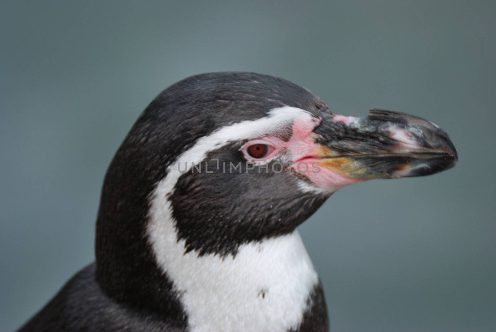 Penguin head