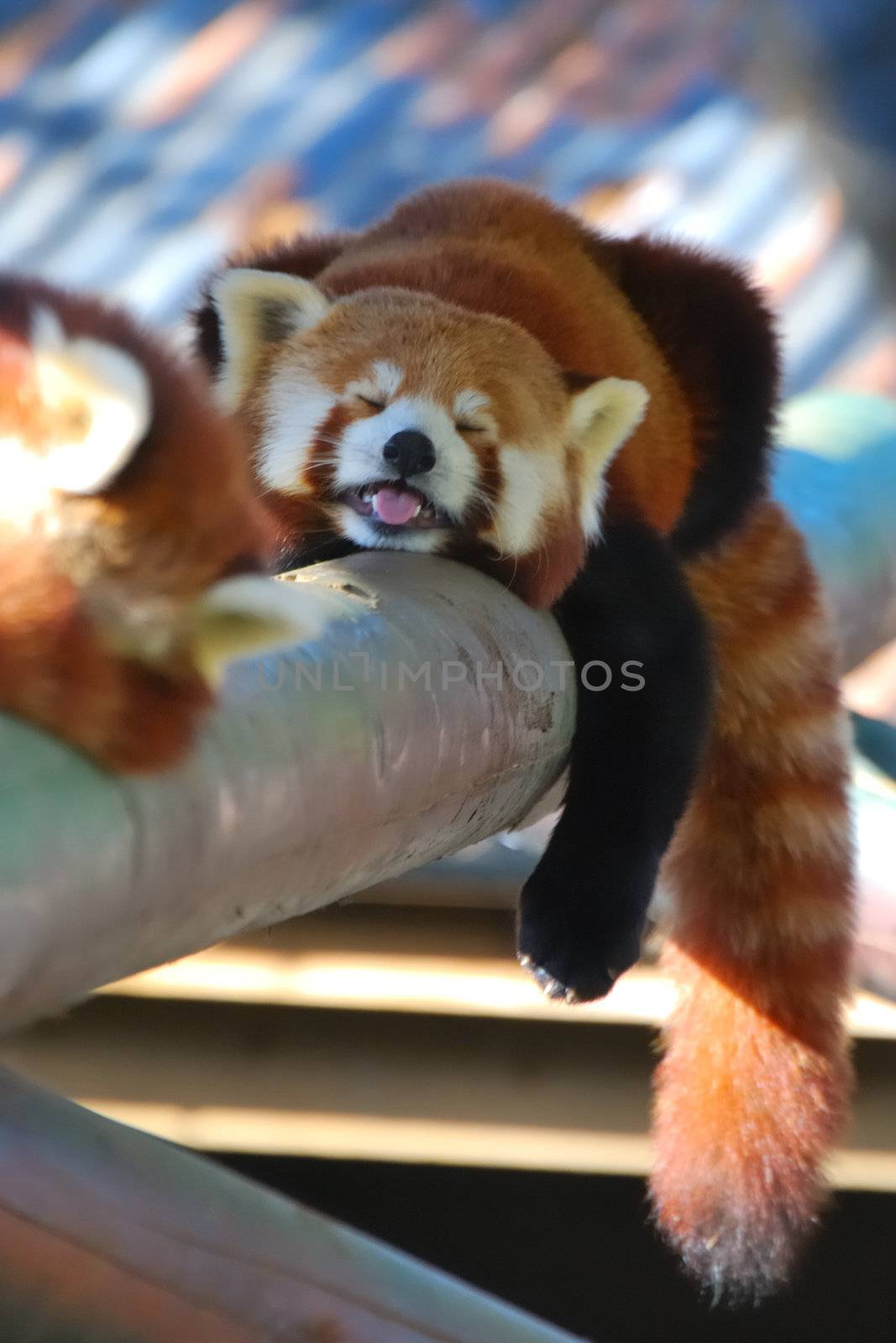 red panda on log