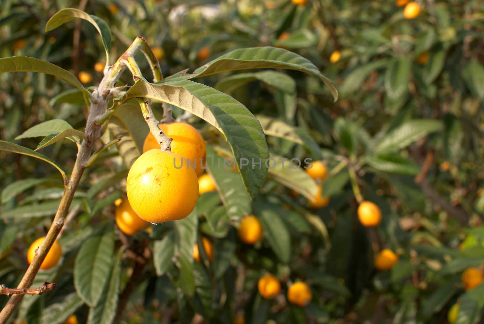 A tree full with ripe loquats ready to pick