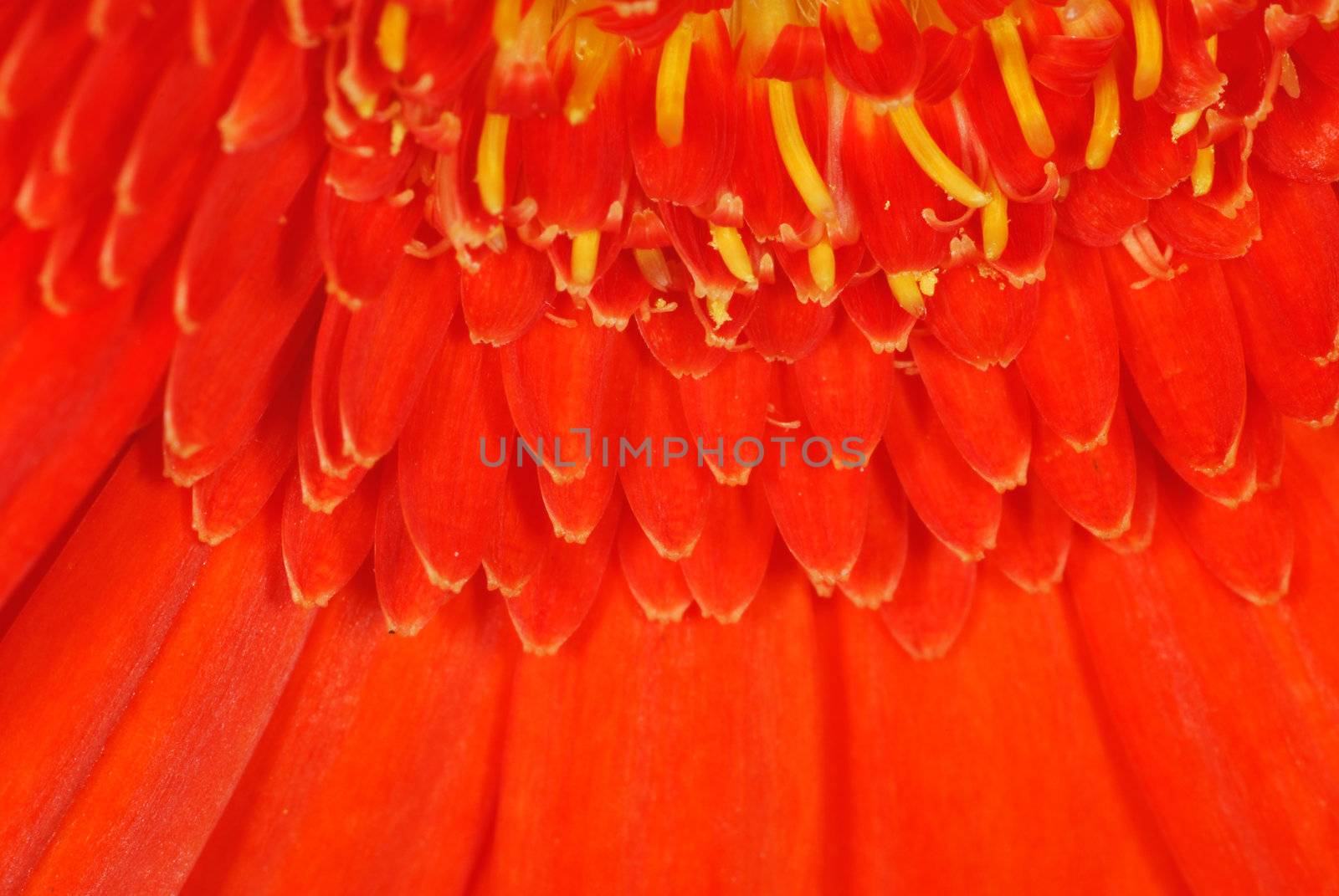 chrysanthemum by pauws99