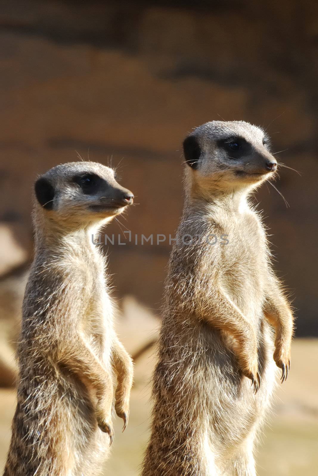 Two meerkats standing on guard