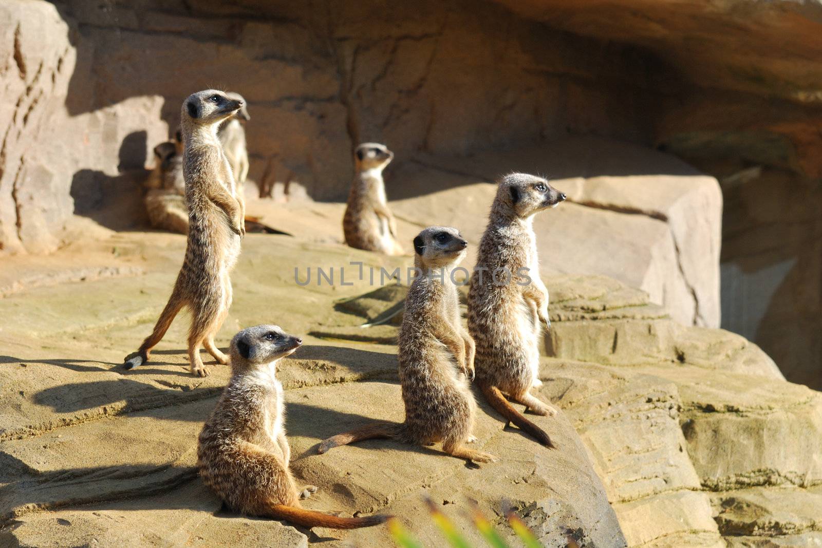 Group of meerkats standing on Rock