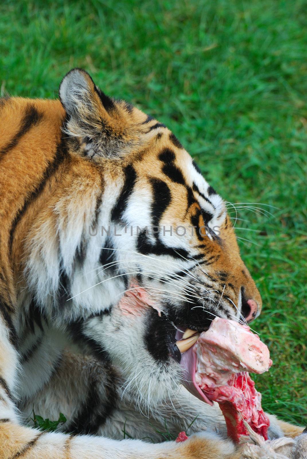 Tiger eating raw meat