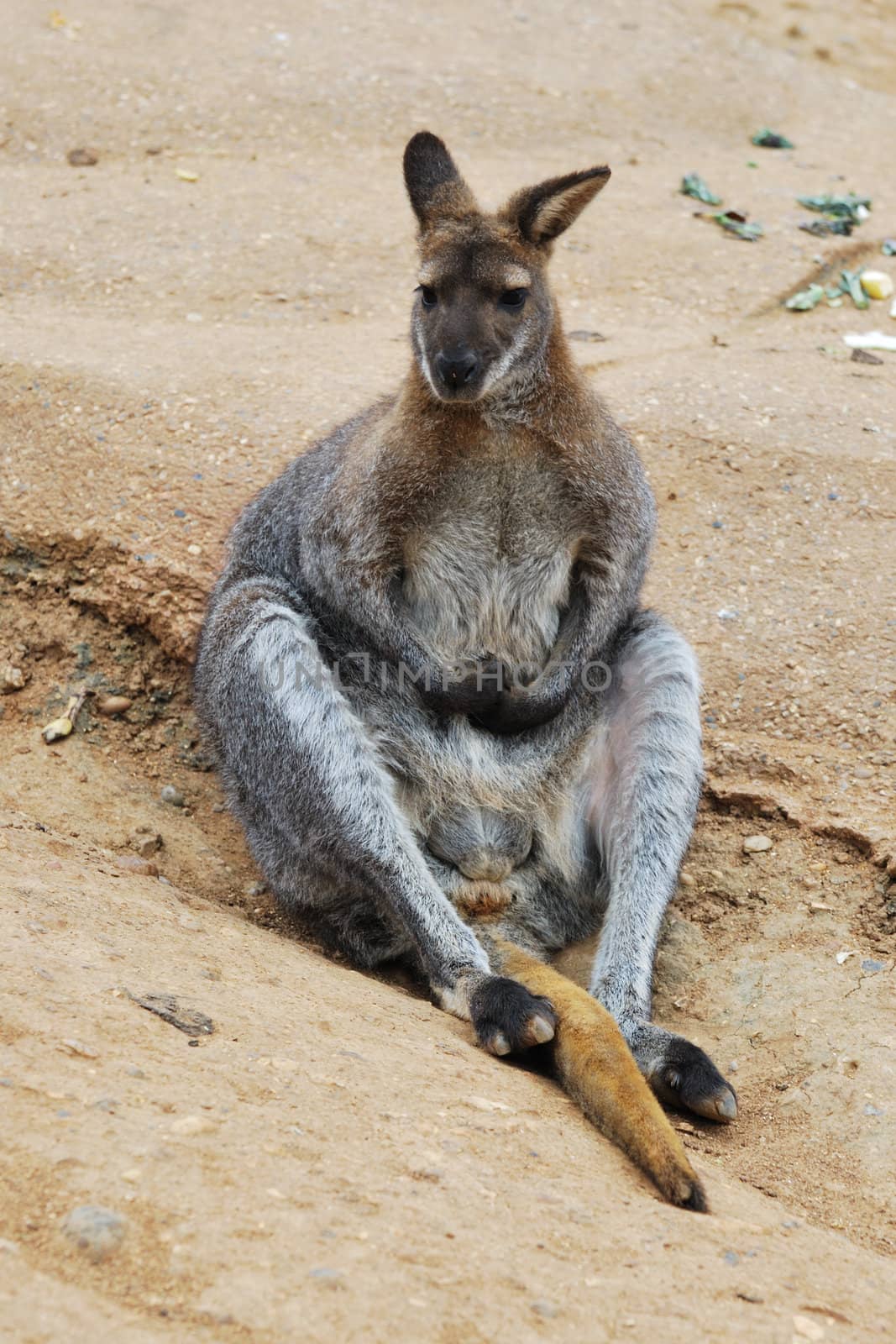 Wallaby sitting on slope