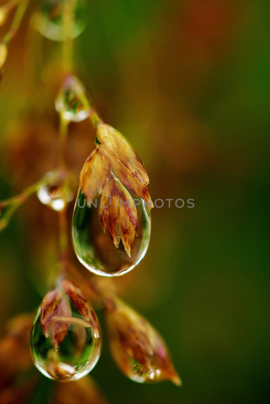 Macro of dew drops holding their own watery worlds.  Dew drops on grain, sharp and liquid, against unfocused background.
