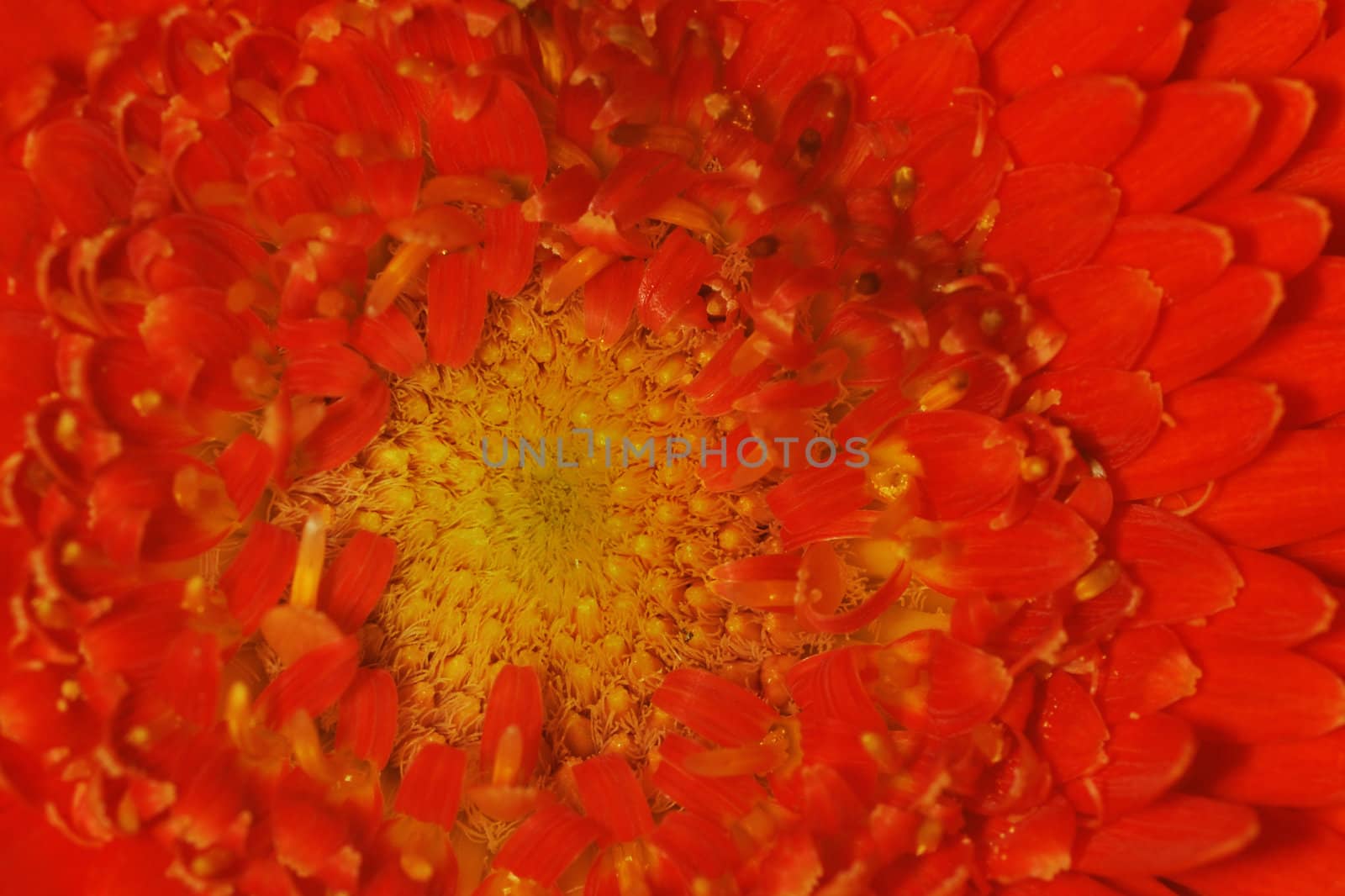 chrysanthemum by pauws99