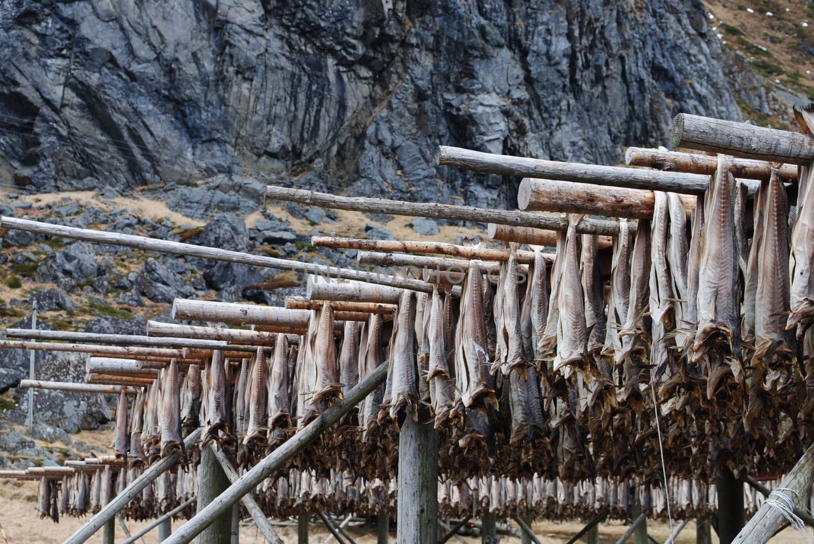 Stockfish beeing dried in Lofoten.