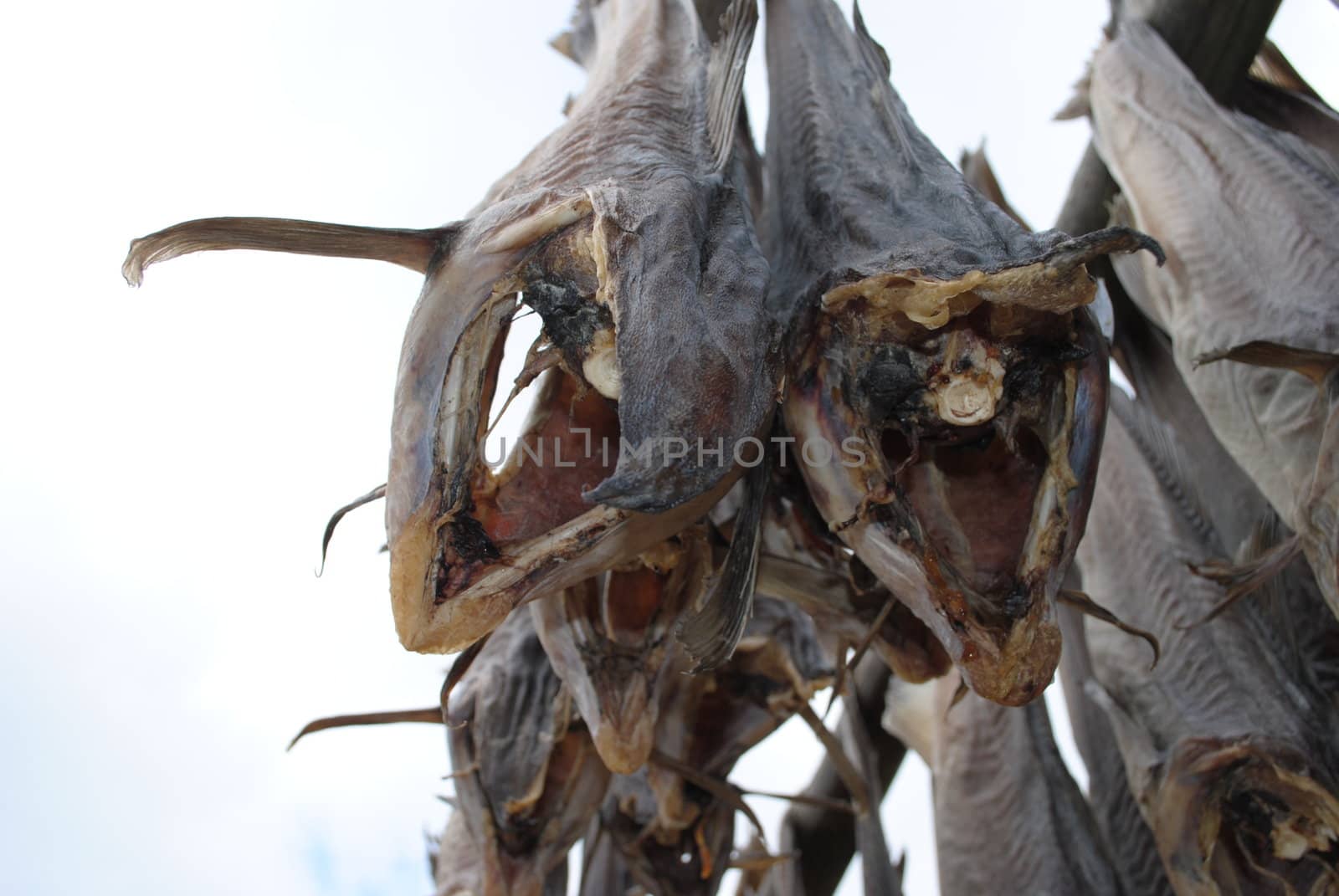 Stockfish beeing dried in Lofoten, Norway.