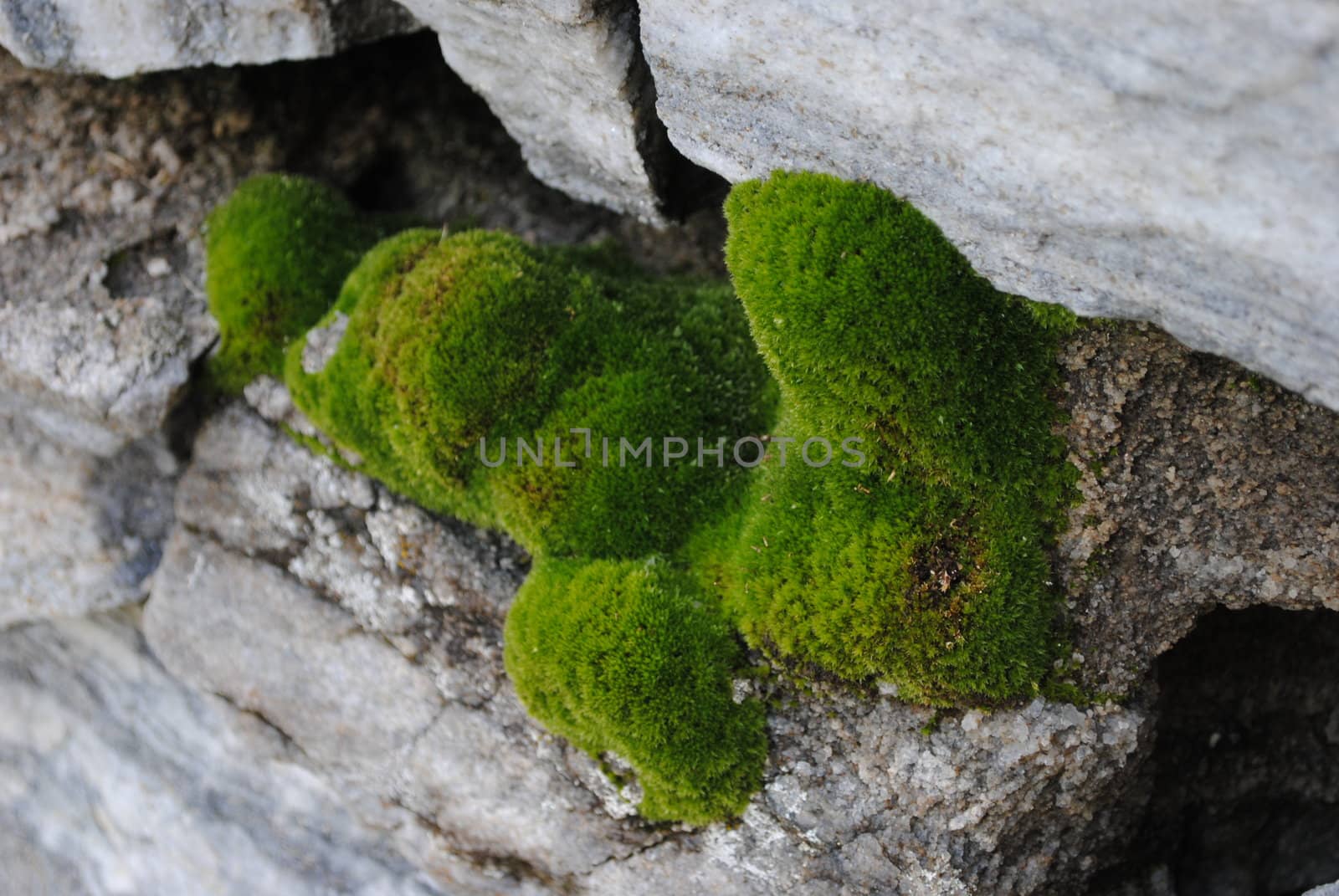 Moss in a stone wall.