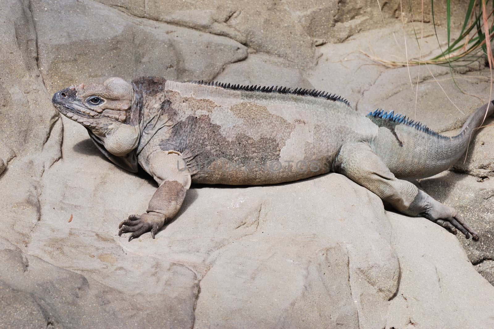 Lizard resting on Rock