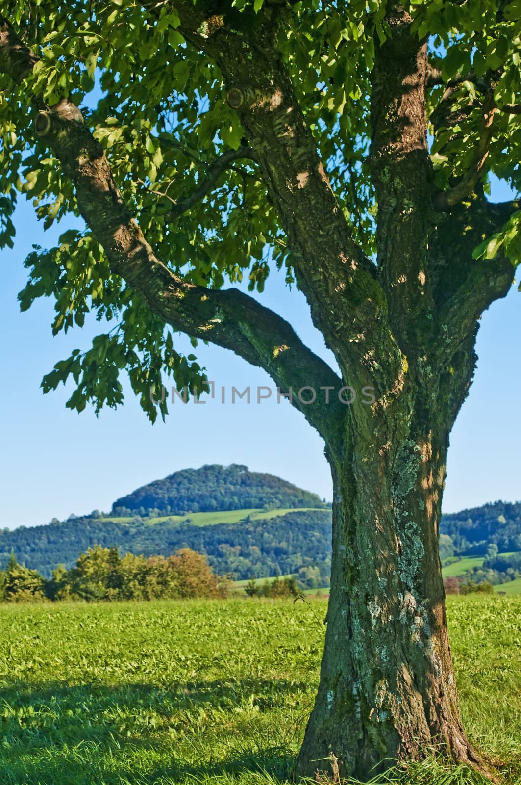 a panoramic view to a hill