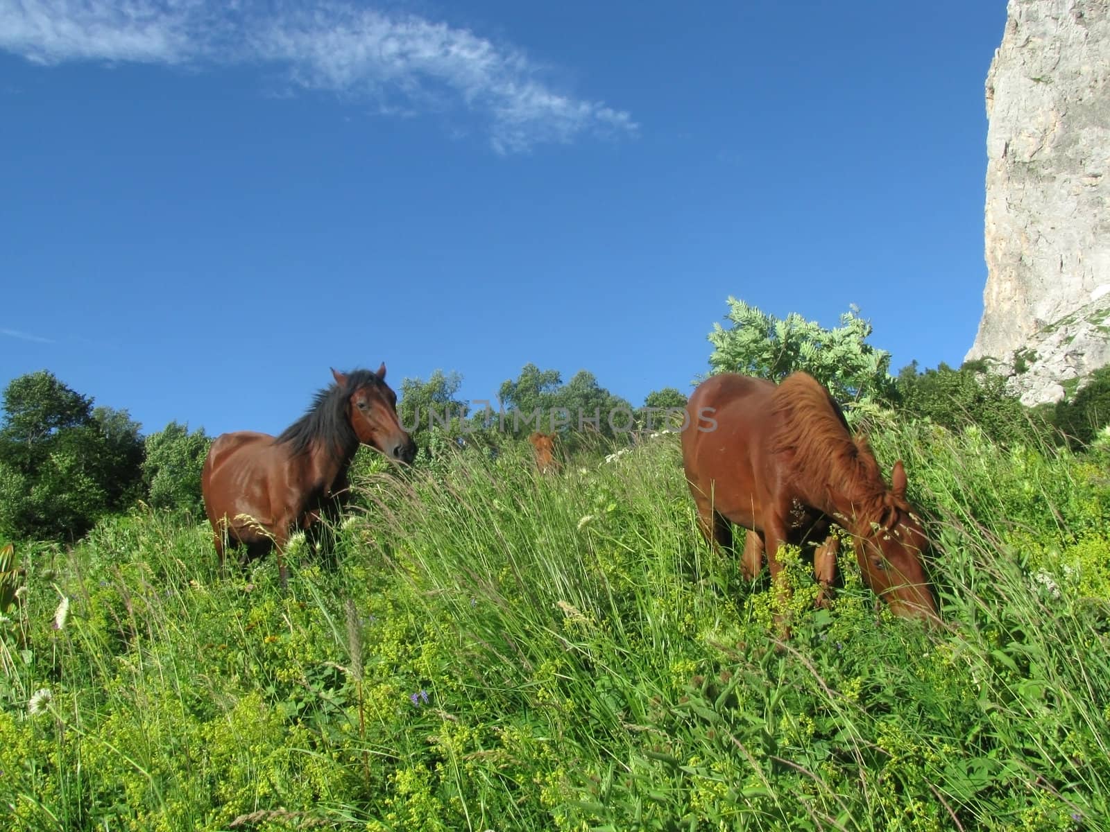 horse breeding by Viktoha