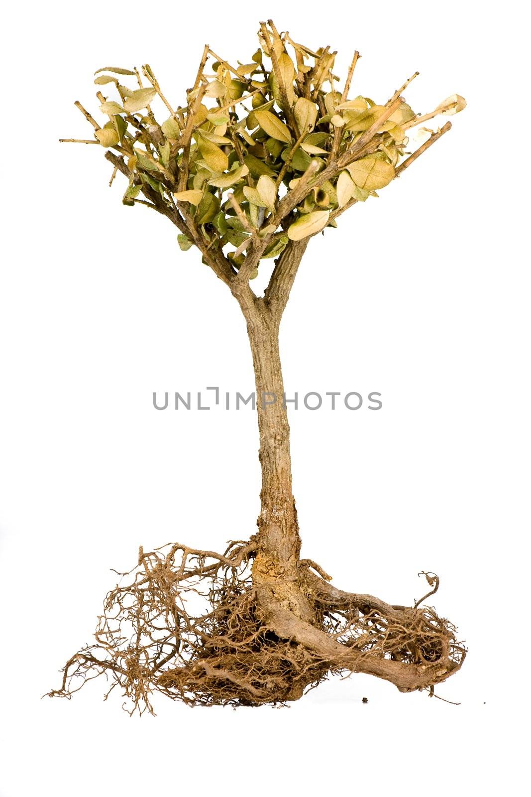 Shriveled bonsai tree isolate on white, Roots visible