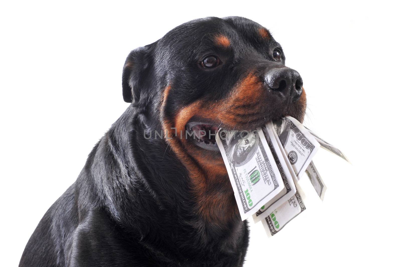 Funny rottweiler holds dollars in mouth, isolated white background